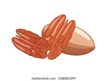 Pecan nut in shell and peeled kernels, vector illustration on white background