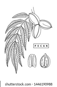 Pecan nut tree vector illustration. Hand drawn food drawing. Nuts sketch. Organic vegetarian product. Perfect for recipe, menu, label, icon, packaging, Line art.