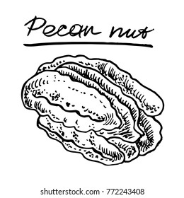 Pecan nut. Vector hand drawn graphic illustration.