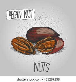 pecan nut. vector illustration, hand made. Pistachio . Walnut. Nut. Peanut. Almond. pecan Cashew .Hand drawn sketches vector illustration on grey background in vintage style.