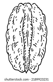 Pecan nut without shell. Vector engraving black vintage illustration. Isolated on white background.