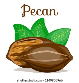 Pecan nut.Pecan seeds with leaves in shell,whole,half,kernel,nutlets,nutshell. Nut food. Organic,healthy food,snack. Modern flat cartoon vector illustration icons. Isolated on white.Pecan poster,logo