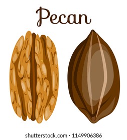 Pecan nut.Pecan seeds in shell,whole,half,kernel,nutlets,nutshell. Nut food. Organic,healthy food,snack. Modern flat cartoon vector illustration icons. Isolated on white.Pecan poster for company,shop