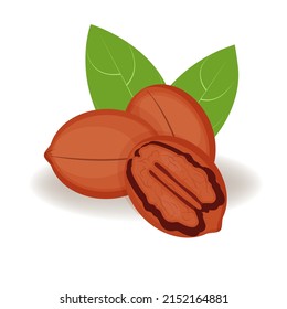 Pecan nuts in cartoon style, vector illustration, realistic isolated Pecan for your product, fresh whole, leaves and nuts on a white background