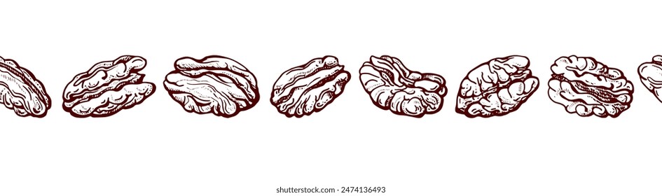 Pecan nuts. Endless hand drawn sketch. Vector vintage engraving border on white backdrop for food design and packaging. Organic vegetarian product, pattern