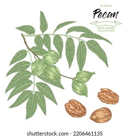 Pekanüsse. Handgezeichneter Pecan-Zweig mit Nüssen und Blättern. Frische und getrocknete Nüsse. Vektorbotanische Illustration. Farbiger Vitalstil. 