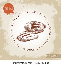 Pecan nuts. Hand drawn sketch style peeled and cracked pecan nuts. Organic snack and food vector illustration isolated on vintage background.