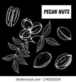 El boceto dibujado a mano por las castañas. Ilustración vectorial de nueces. Rama de Pecan. Alimentos orgánicos saludables. Ideal para el diseño de envases. Estilo grabado. Color blanco y negro.