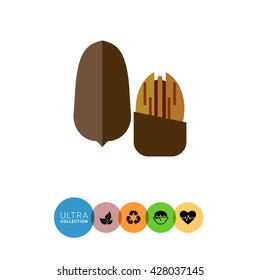 Pecan nuts icon