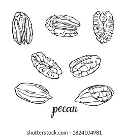 Pecan nuts isolated on white background.  Hand drawn vector illustration.  Sketch.