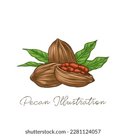 Pecan Nuts with Leaves Hand Drawn Illustration and Vector Stock