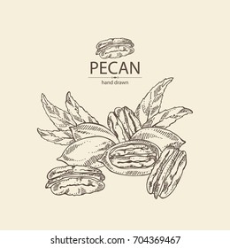 Pecan: Pecan Nuts And Leaves. Vector Hand Drawn Illustration.