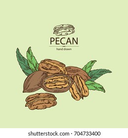 Pecan: pecan nuts and leaves. Vector hand drawn illustration.