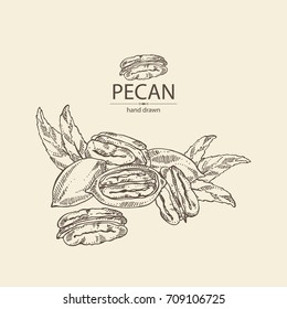 Pecan: Pecan Nuts And Leaves. Vector Hand Drawn Illustration.