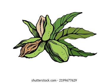 Nueces de raza blanca sobre fondo blanco. Ilustración vectorial dibujada a mano.