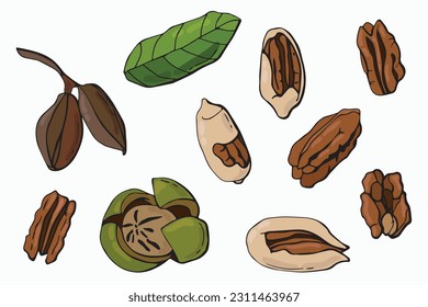 Pecan nuts set. Cartoon style. White background, isolate. vector illustration.	