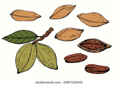 Pecan nuts set hand drawn vector colored sketch on isolated background. Vintage textured botanical illustration. Food organic ingredient, nutrition, harvest. Design element for logo, card, sign, print