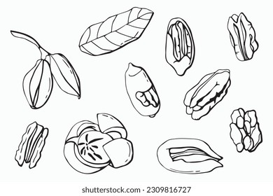 Colocación de nueces de pecan. fondo blanco, aislado. ilustración vectorial.