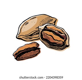 Pecan nuts set on white background. Hand drawn vector illustration.