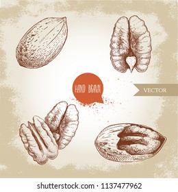 Pecan nuts set. Peeled core and whole shell. Hand drawn sketch style vector collection. Organic exotic food illustrations isolated on retro background.
