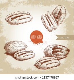 Pecan nuts set. Peeled core and whole shell composition. Hand drawn sketch style vector collection. Organic exotic food illustrations isolated on retro background.