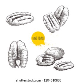 Pecan nuts set. Peeled core and whole shell. Hand drawn sketch style vector collection. Organic exotic food illustrations isolated on white background.