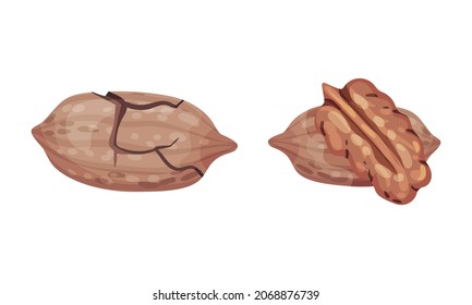 Colocación de nueces de pecan. Nueces sin pelar y capullos con caparazón. Ilustración vectorial del concepto de nutrición saludable