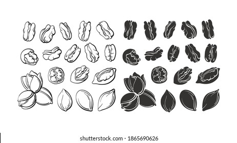 Pecan nuts set. Vector hand drawn sketch, silhouette. Vintage botanical illustration isolated on white background. Healthy organic dry food. Farm vegan collection