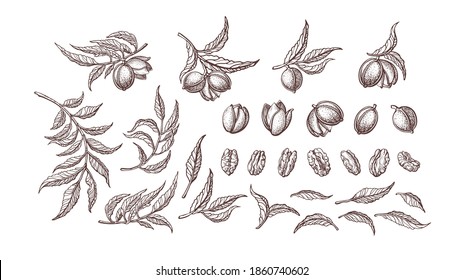 Pecan nuts set. Vector plant, vintage branch, leaves. Healthy natural food. Hand drawn texture illustration isolated on white background. Farm harvest