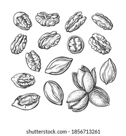 Pecan nuts set. Vector texture hand drawn sketch. Vintage botanical illustration isolated on white background. Healthy organic food. Farm harvest