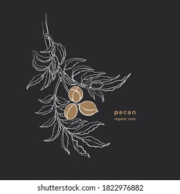Pecan nuts. Vector botanical tree, hand drawn branch, graphic leaves. Art nature illustration isolated on black background. Healthy vegan organic food. Sketch symbol
