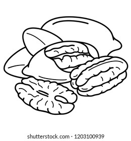 Pecan Nuts. Vector flat outline icon illustration isolated on white background.
