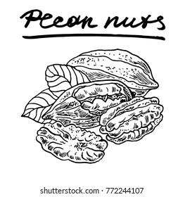 Pecan nuts. Vector hand drawn graphic illustration.