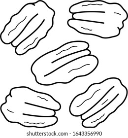 Pecan nuts. Vector outline icon.