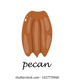 Pecan on white background. Flat illustration in cartoon style.