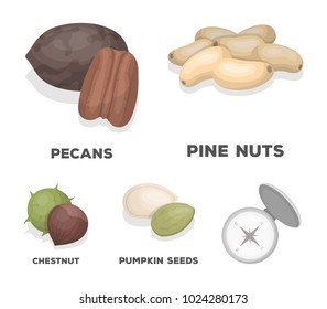 Pecan, pine nut, pumpkin seeds, chestnut.Different kinds of nuts set collection icons in cartoon style vector symbol stock illustration web.