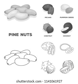 Pecan, pine nut, pumpkin seeds, chestnut.Different kinds of nuts set collection icons in outline,monochrome style vector symbol stock illustration web.