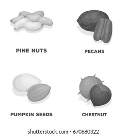 Pecan, pine nut, pumpkin seeds, chestnut.Different kinds of nuts set collection icons in monochrome style vector symbol stock illustration web.