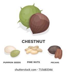 Pecan, pine nut, pumpkin seeds, chestnut.Different kinds of nuts set collection icons in cartoon style vector symbol stock illustration web.