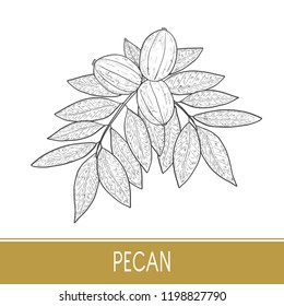 Pecan. Plant. Nut. Fruit, leaves, branch. Sketch.