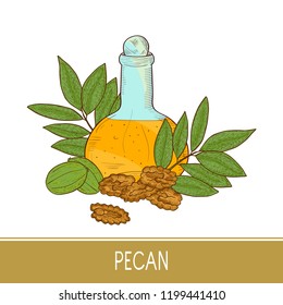 Pecan. Plant. Nut. Fruit, leaves, branch. Bottle with oil. Sketch. Set. Color