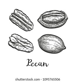 Pecan set. Ink sketch of nuts. Hand drawn vector illustration. Isolated on white background. Retro style.