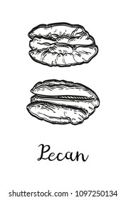 Pecan set. Ink sketch of nuts. Hand drawn vector illustration. Isolated on white background. Retro style.