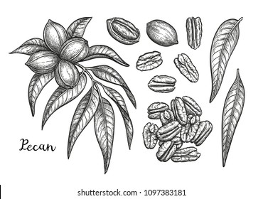 Pecan set. Ink sketch of nuts. Hand drawn vector illustration. Isolated on white background. Retro style.