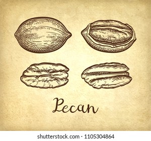 Pecan set. Ink sketch of nuts. Hand drawn vector illustration on old paper background. Retro style.