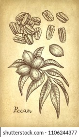 Pecan set. Ink sketch of nuts. Hand drawn vector illustration on old paper background. Retro style.