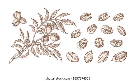 Pecan set. Vector hand drawn plant, branch, nuts, leaf. Healthy natural food. Vintage texture illustration isolated on white background. Farm harvest