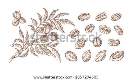 Pecan set. Vector hand drawn plant, branch, nuts, leaf. Healthy natural food. Vintage texture illustration isolated on white background. Farm harvest 商業照片 © 