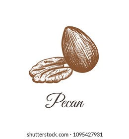 pecan sketch hand drawing. nut pecan vector illustration