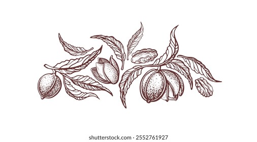 Pecan symbol. Raw nuts, hand drawn branch. Nature botanical illustration isolated on transparent backdrop. Vector texture print. Healthy vegan organic food